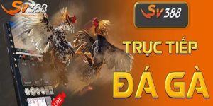 SV388 Có Từ Bao Giờ - Lịch Sử Thành Lập Nhà Cái SV388